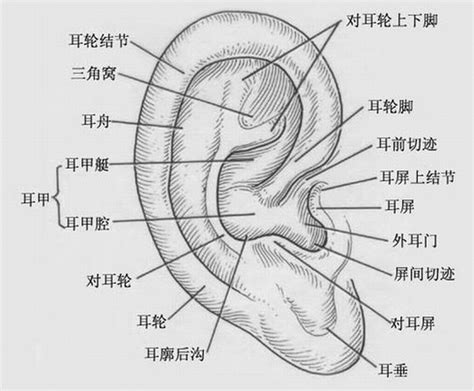 耳廓 意思|耳廓 in English